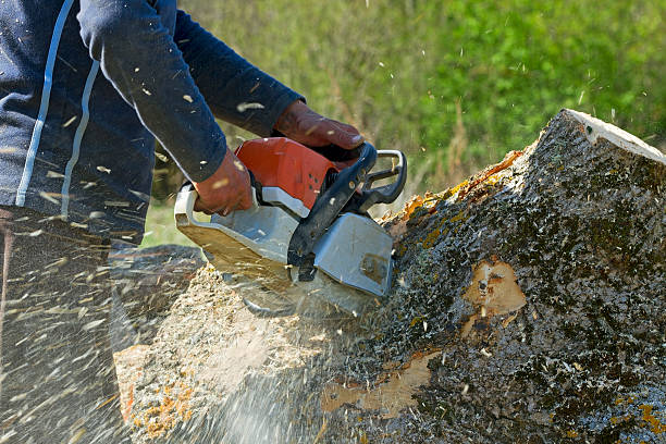 Best Tree Disease Treatment  in USA